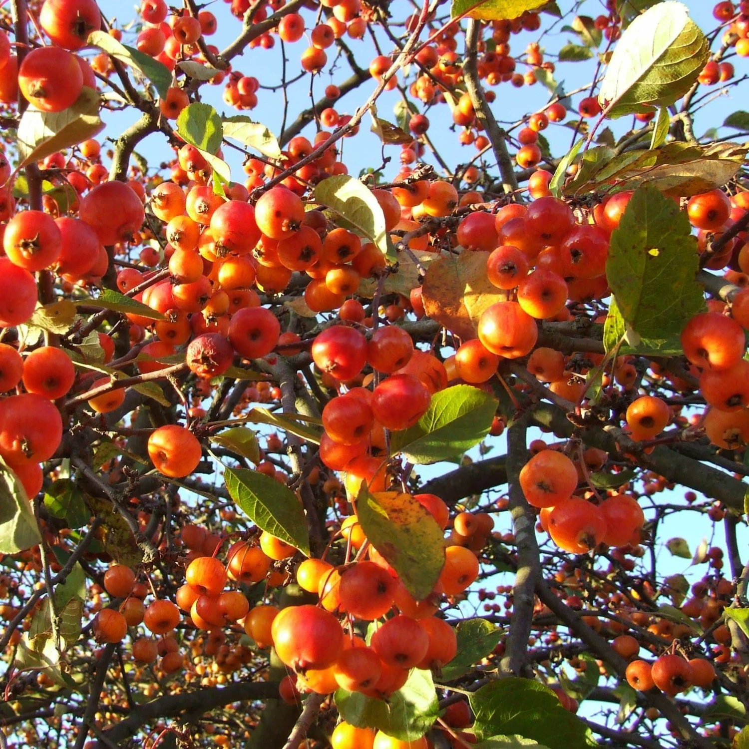 Roots Plants Trees & Shrubs Evereste Crabapple Tree 6 Roots Plants Trees & Shrubs Evereste Crabapple Tree