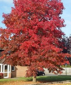 Roots Plants Sweetgum Tree | Liquidambar Styraciflua'Worplesdon'