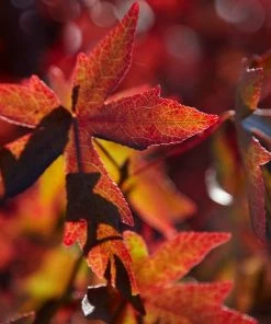 Roots Plants Trees & Shrubs Sweetgum Tree | Liquidambar Styraciflua