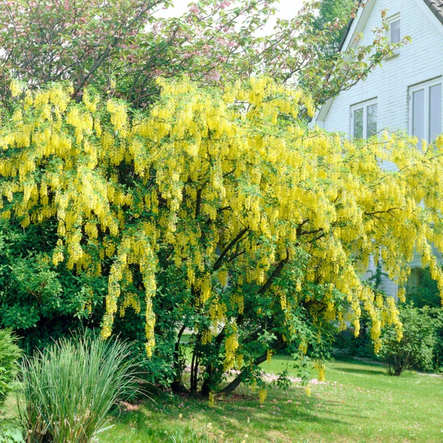 Roots Plants Golden Rain Tree | Laburnum Watereri 'Vossii' 4 Roots Plants Golden Rain Tree | Laburnum Watereri 'Vossii'