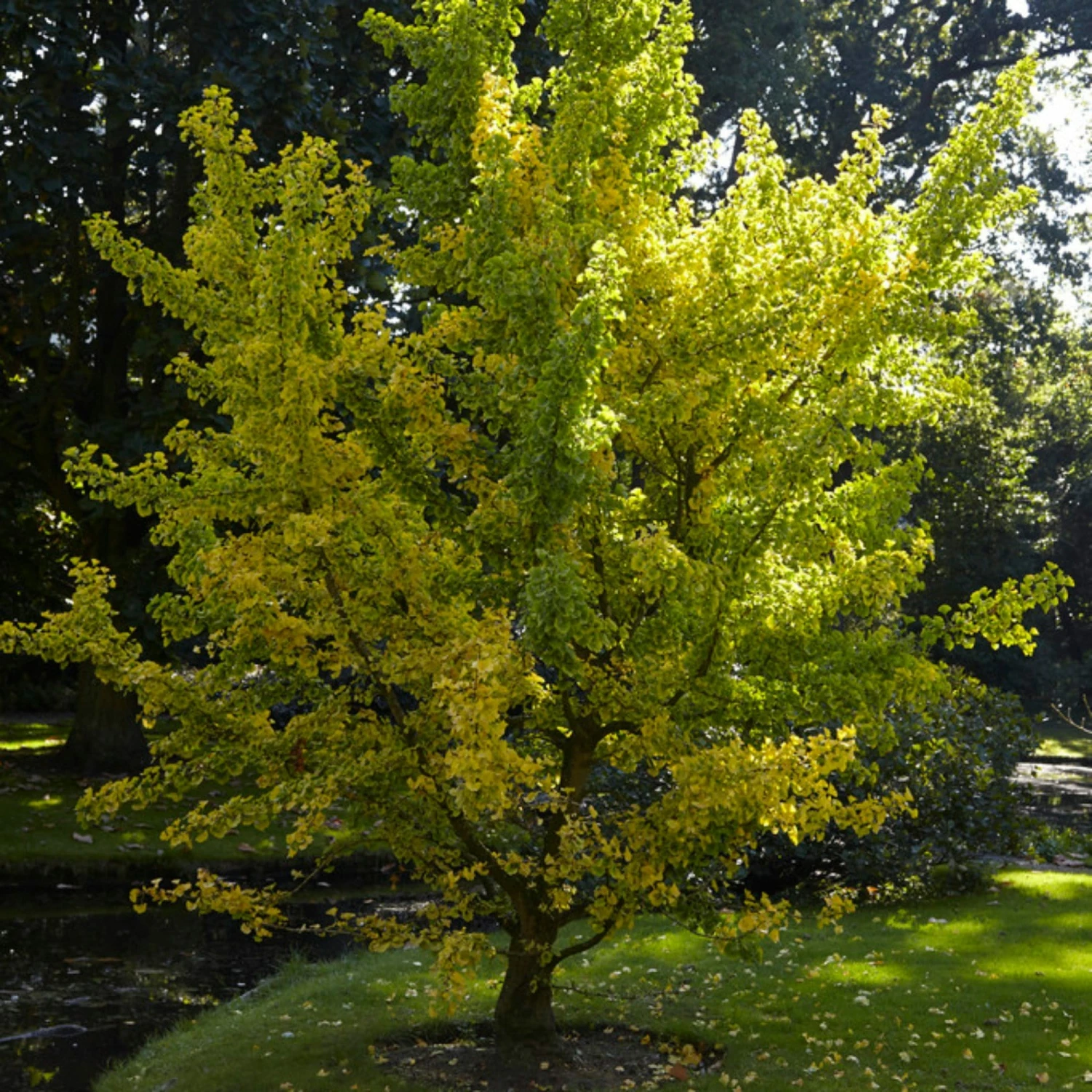 Roots Plants Trees & Shrubs Maidenhair Tree | Ginkgo Biloba 4 Roots Plants Trees & Shrubs Maidenhair Tree | Ginkgo Biloba
