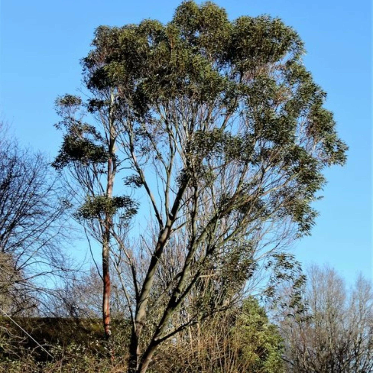 Roots Plants Snow Gum Tree | Eucalyptus Pauciflora 'Niphophila' Trees & Shrubs 4 Roots Plants Snow Gum Tree | Eucalyptus Pauciflora 'Niphophila' Trees & Shrubs