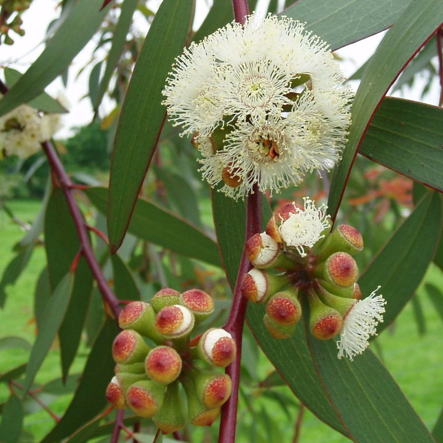 Roots Plants Snow Gum Tree | Eucalyptus Pauciflora 'Niphophila' Trees & Shrubs 5 Roots Plants Snow Gum Tree | Eucalyptus Pauciflora 'Niphophila' Trees & Shrubs