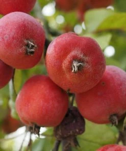 Roots Plants Trees & Shrubs Jelly King' Crabapple Tree