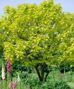 Roots Plants Indian Bean Tree | Catalpa Bignonioides 'Aurea'