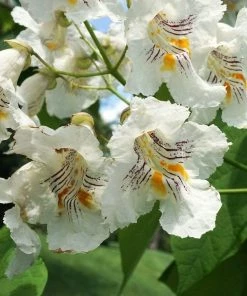Roots Plants Indian Bean Tree | Catalpa Bignonioides 'Aurea'