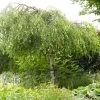 Roots Plants Weeping Silver Birch Tree | Betula Pendula Youngii