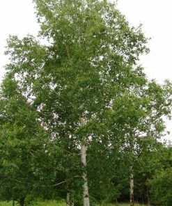 Roots Plants Silver Birch Tree | Betula Pendula Trees & Shrubs 20 Roots Plants Silver Birch Tree | Betula Pendula Trees & Shrubs