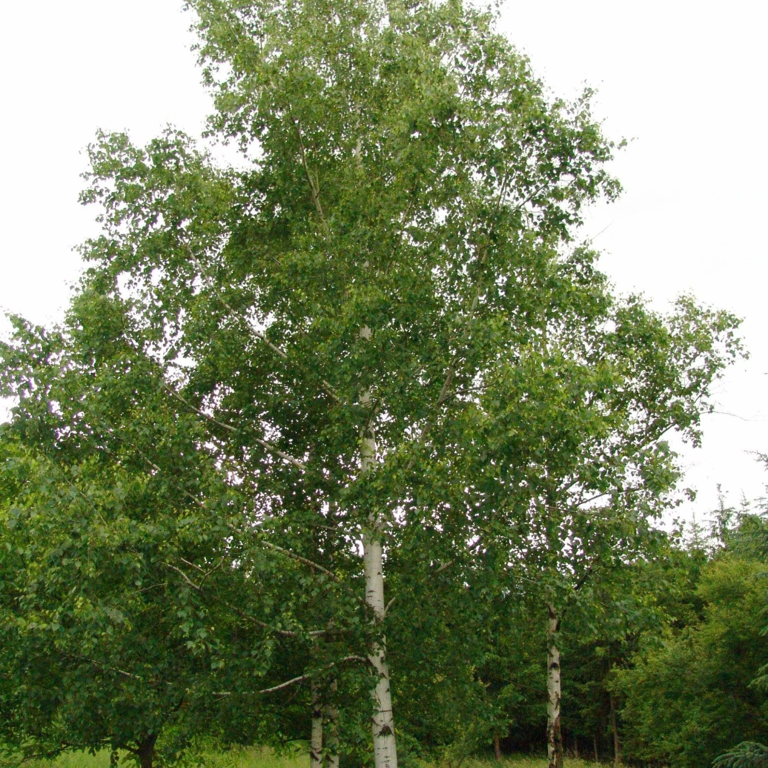 Roots Plants Silver Birch Tree | Betula Pendula Trees & Shrubs 10 Roots Plants Silver Birch Tree | Betula Pendula Trees & Shrubs