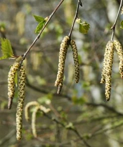 Roots Plants Silver Birch Tree | Betula Pendula Trees & Shrubs 15 Roots Plants Silver Birch Tree | Betula Pendula Trees & Shrubs