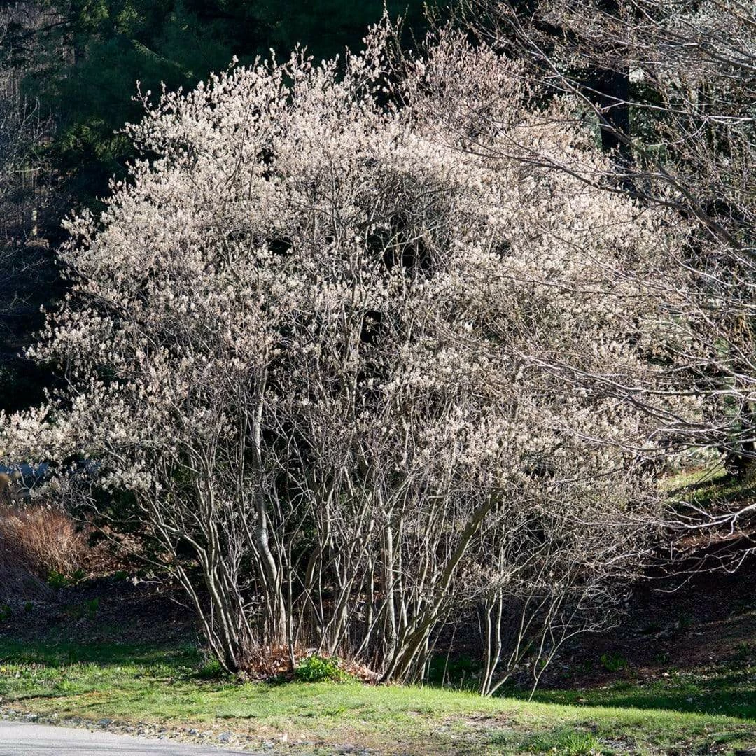 Roots Plants Trees & Shrubs Snowy Mespilus | Juneberry Tree | Amelanchier Canadensis 3 Roots Plants Trees & Shrubs Snowy Mespilus | Juneberry Tree | Amelanchier Canadensis