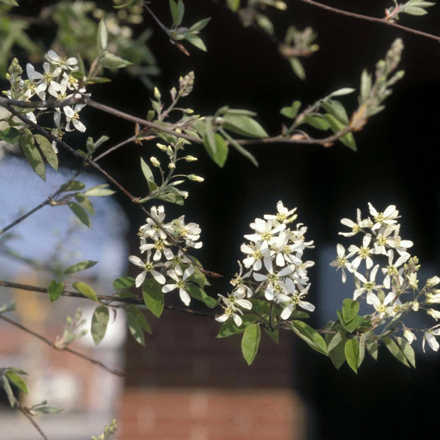Roots Plants Trees & Shrubs Snowy Mespilus | Juneberry Tree | Amelanchier Canadensis 4 Roots Plants Trees & Shrubs Snowy Mespilus | Juneberry Tree | Amelanchier Canadensis