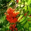 Roots Plants Trees & Shrubs Scarlet Japanese Rowan Tree | Sorbus Commixta 'Embley' 1 Roots Plants Trees & Shrubs Scarlet Japanese Rowan Tree | Sorbus Commixta 'Embley'