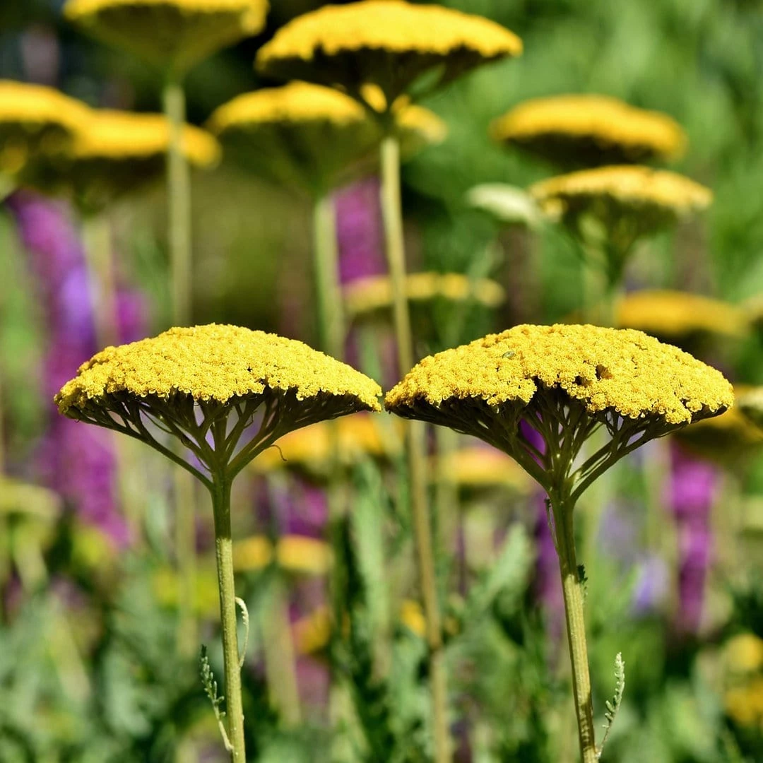 Roots Plants Achillea 'Cloth Of Gold' Perennials 5 Roots Plants Achillea 'Cloth Of Gold' Perennials