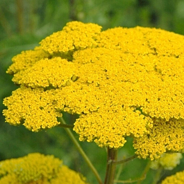 Roots Plants Achillea 'Cloth Of Gold' Perennials 4 Roots Plants Achillea 'Cloth Of Gold' Perennials