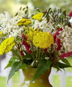 Roots Plants Achillea 'Cloth Of Gold' Perennials 9 Roots Plants Achillea 'Cloth Of Gold' Perennials