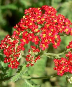 Roots Plants Achillea 'Strawberry Seduction' | 10.5cm Pot Perennials