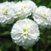 Roots Plants Achillea 'The Pearl' | 10.5cm Pot 1 Roots Plants Achillea 'The Pearl' | 10.5cm Pot