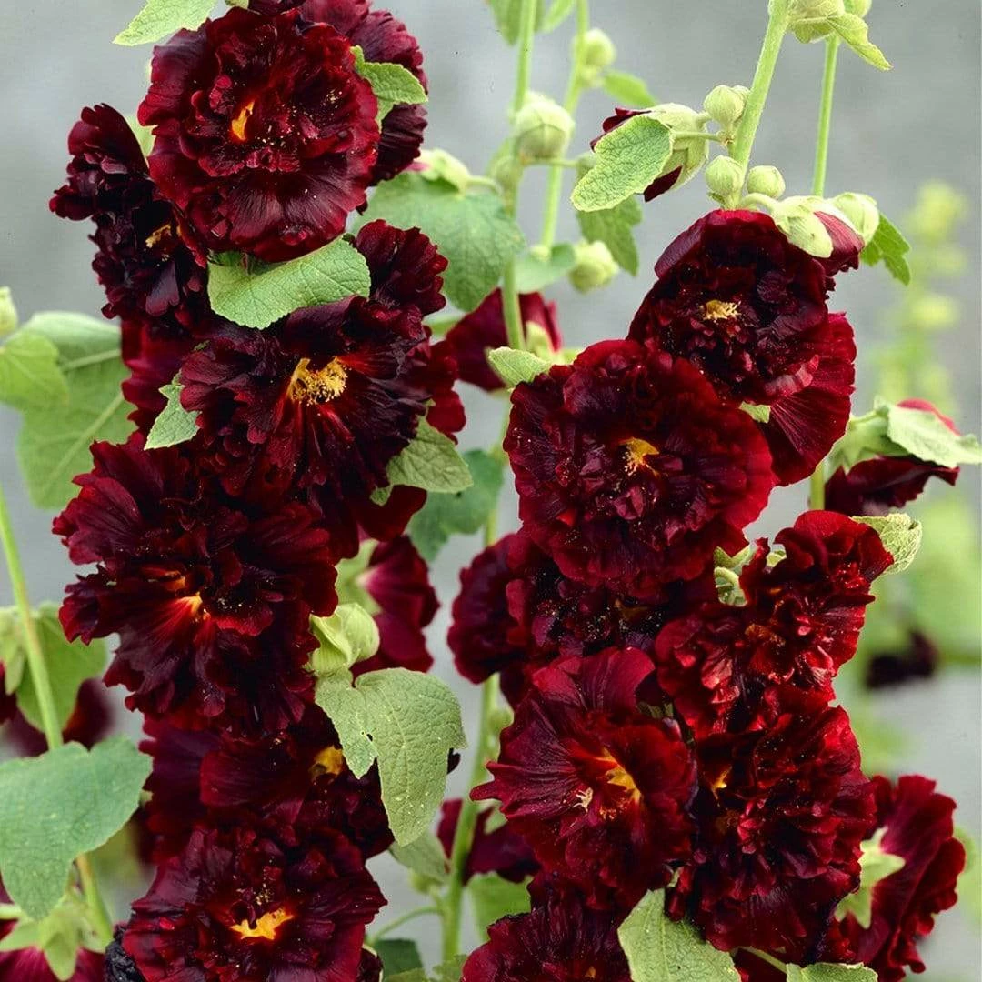 Roots Plants Hollyhock 'Chater's Maroon' | Alcea | 1L Pot Perennials 4 Roots Plants Hollyhock 'Chater's Maroon' | Alcea | 1L Pot Perennials