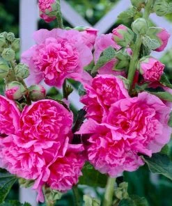 Roots Plants Hollyhock 'Chater's Rose' | Alcea | 1L Pot Perennials 7 Roots Plants Hollyhock 'Chater's Rose' | Alcea | 1L Pot Perennials