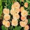 Roots Plants Hollyhock 'Chater's Salmon Pink' | Alcea | 1L Pot Perennials 2 Roots Plants Hollyhock 'Chater's Salmon Pink' | Alcea | 1L Pot Perennials