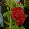 Roots Plants Hollyhock 'Chater's Scarlet' | Alcea | 1L Pot