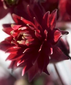 Roots Plants Aquilegia 'Bordeaux Barlow' | 10.5cm Pot Perennials