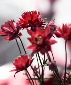 Roots Plants Aquilegia 'Bordeaux Barlow' | 10.5cm Pot Perennials 7 Roots Plants Aquilegia 'Bordeaux Barlow' | 10.5cm Pot Perennials