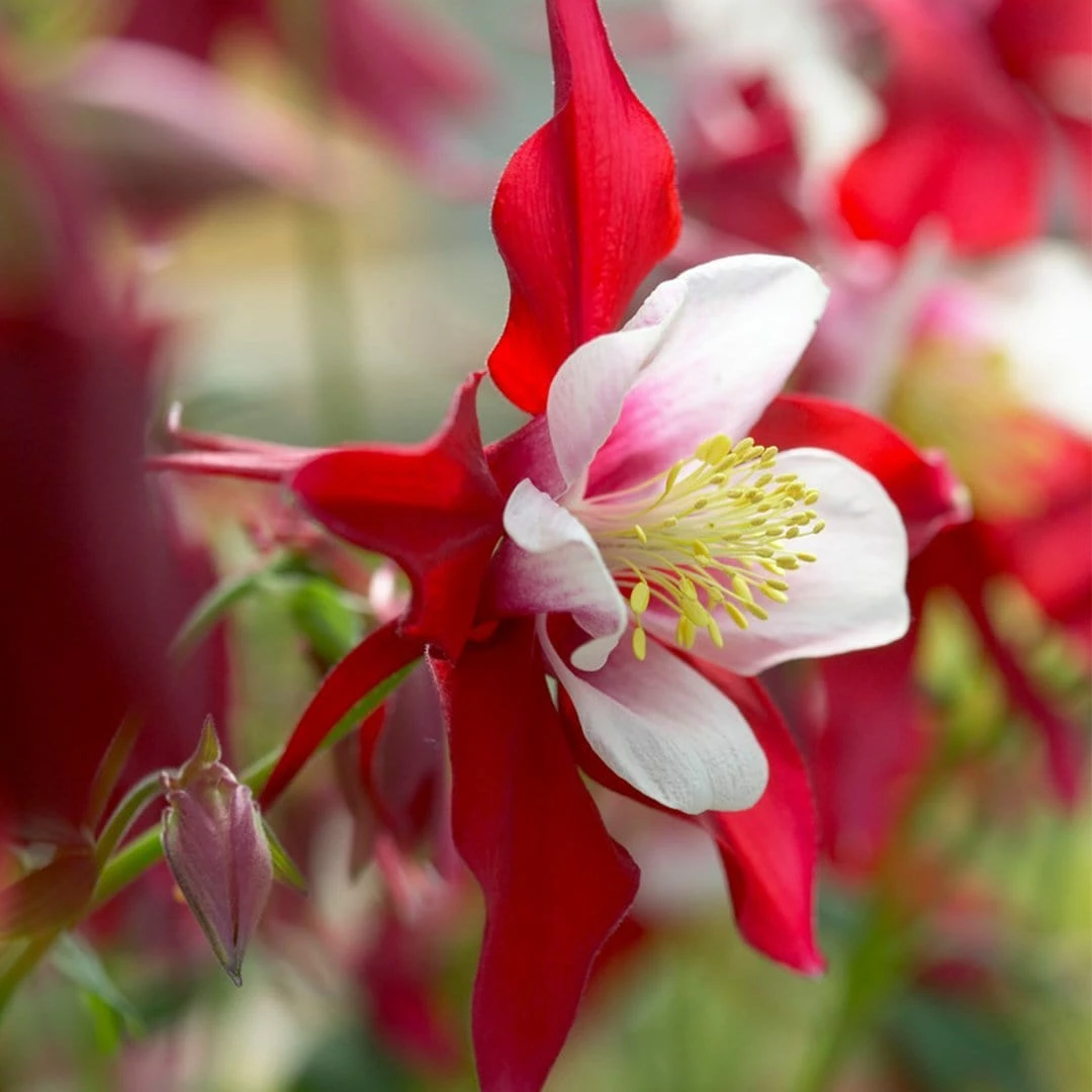 Roots Plants Aquilegia 'Red Hobbit' | 10.5cm Pot 3 Roots Plants Aquilegia 'Red Hobbit' | 10.5cm Pot
