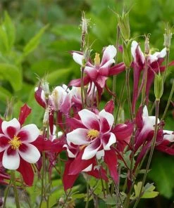 Roots Plants Aquilegia 'Red Hobbit' | 10.5cm Pot