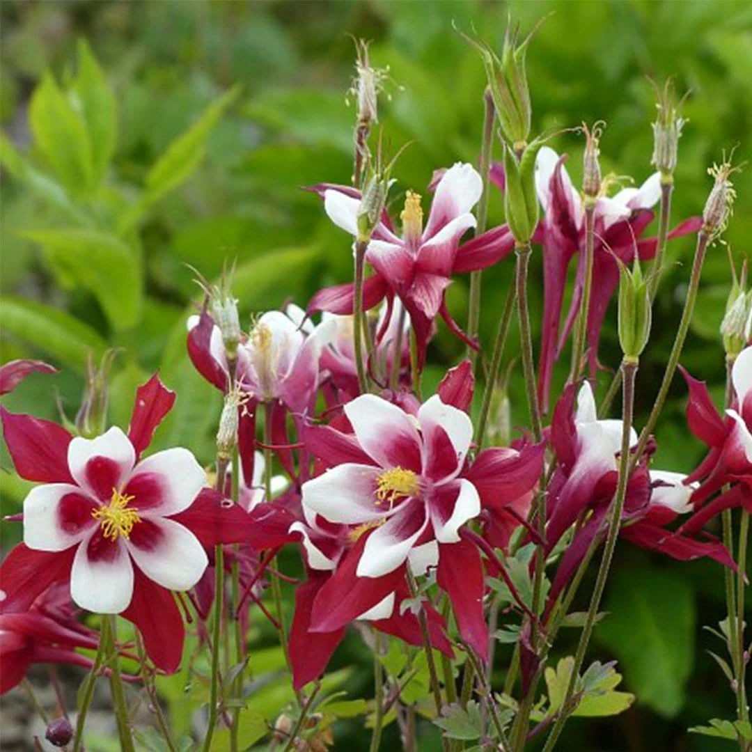 Roots Plants Aquilegia 'Red Hobbit' | 10.5cm Pot 4 Roots Plants Aquilegia 'Red Hobbit' | 10.5cm Pot