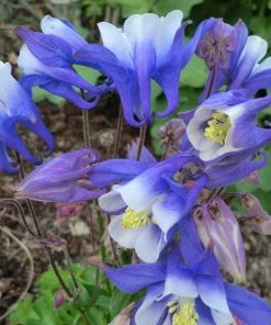 Roots Plants Aquilegia 'Spring Magic Blue & White' 9 Roots Plants Aquilegia 'Spring Magic Blue & White'