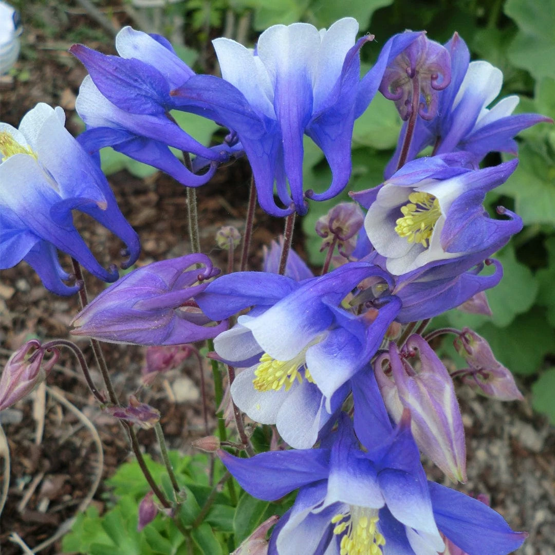 Roots Plants Aquilegia 'Spring Magic Blue & White' 6 Roots Plants Aquilegia 'Spring Magic Blue & White'