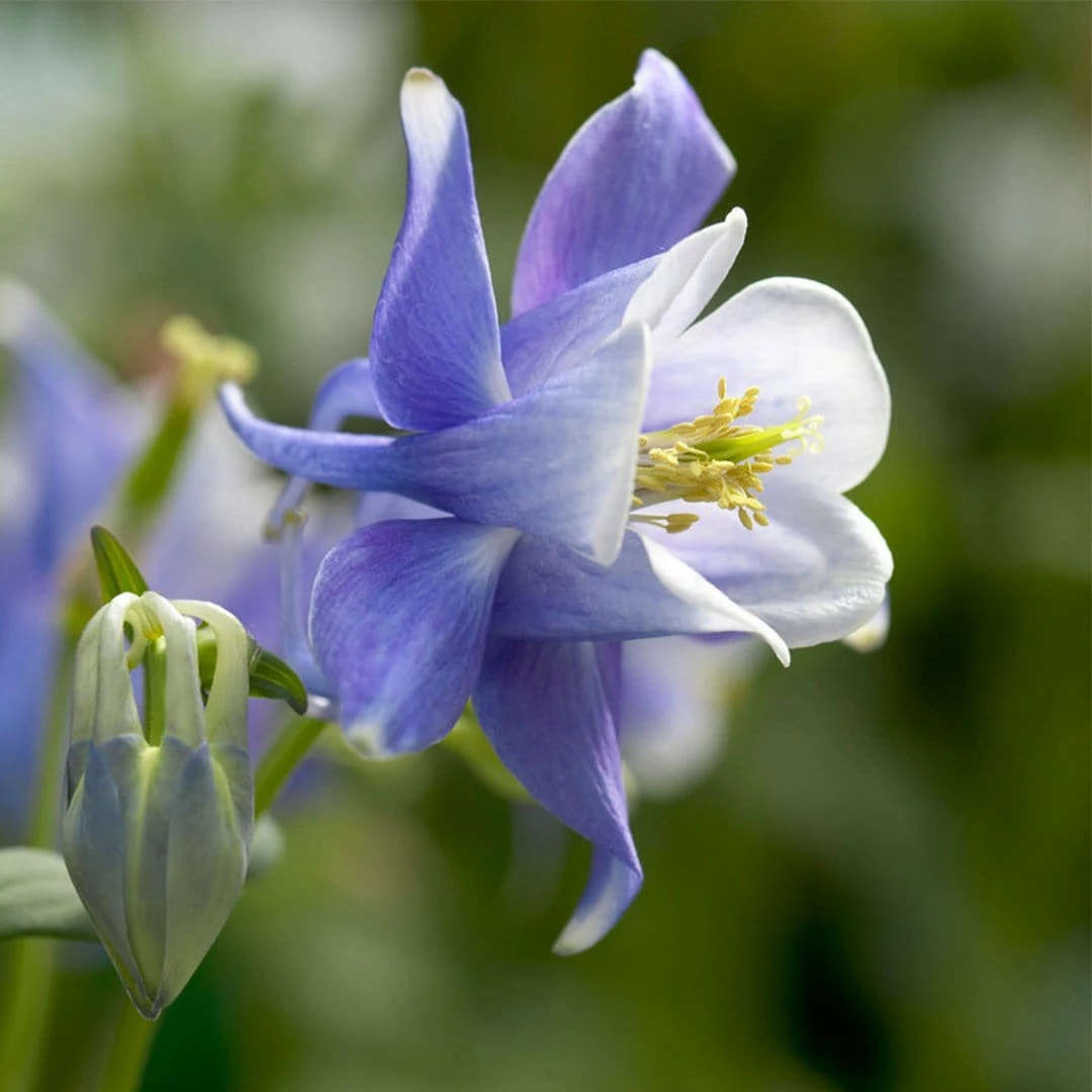 Roots Plants 6 Aquilegia Spring Magic Collection 10.5cm Perennials 4 Roots Plants 6 Aquilegia Spring Magic Collection 10.5cm Perennials