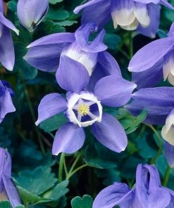 Roots Plants 6 Aquilegia Spring Magic Collection 10.5cm Perennials 10 Roots Plants 6 Aquilegia Spring Magic Collection 10.5cm Perennials