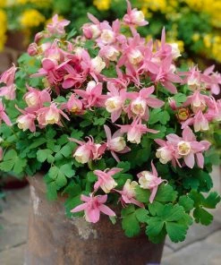 Roots Plants Aquilegia 'Spring Magic Rose & White' Perennials