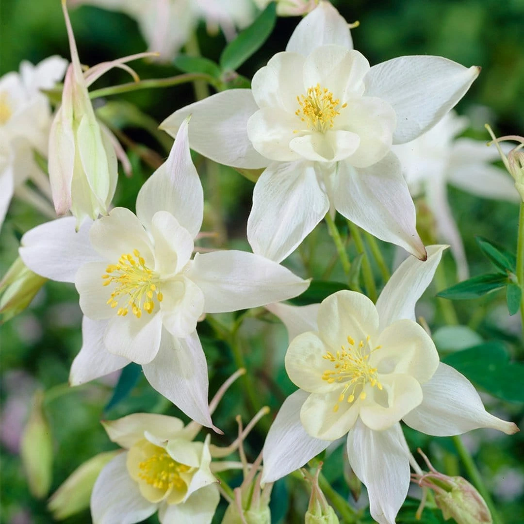 Roots Plants 6 Aquilegia Spring Magic Collection 10.5cm Perennials 8 Roots Plants 6 Aquilegia Spring Magic Collection 10.5cm Perennials