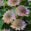 Roots Plants Astrantia 'Florence' Perennials