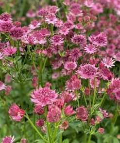 Roots Plants 6 Astrantia 'The Italian Collection' 1L Pot Perennials