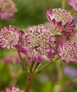 Roots Plants Astrantia'Star Of Beauty' | 1L Pot Perennials