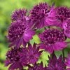 Roots Plants Astrantia 'Venice' | 1L Pot Perennials 1 Roots Plants Astrantia 'Venice' | 1L Pot Perennials