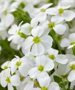 Roots Plants Shop 3 Roots Plants Aubrieta 'Regado White' | 2L Pot Perennials