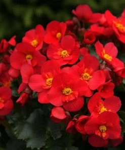 Roots Plants Begonia 'MacaRouge' | 1L Pot