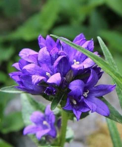 Roots Plants Perennials Campanula 'Acaulis'