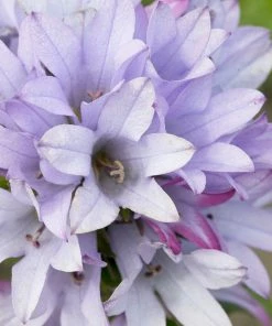 Roots Plants Campanula Collection Perennials 14 Roots Plants Campanula Collection Perennials