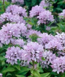 Roots Plants Campanula Collection Perennials 13 Roots Plants Campanula Collection Perennials