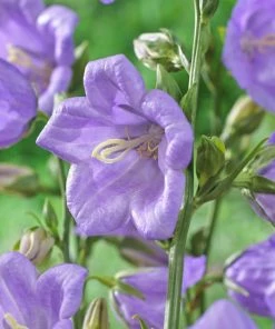 Roots Plants Campanula Collection Perennials 12 Roots Plants Campanula Collection Perennials