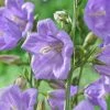 Roots Plants Perennials Campanula 'Takion Blue' 1 Roots Plants Perennials Campanula 'Takion Blue'