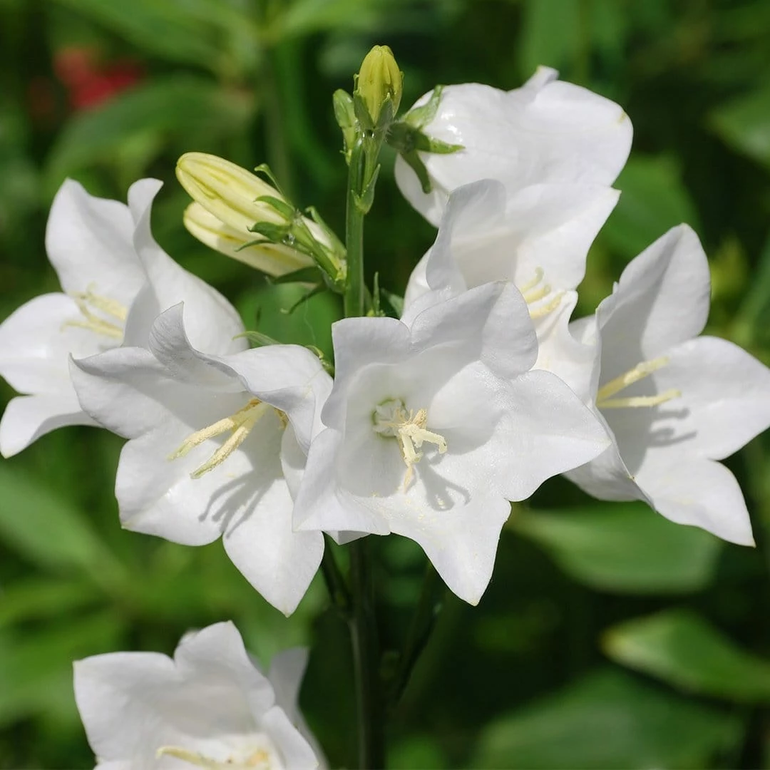 Roots Plants Campanula Collection Perennials 5 Roots Plants Campanula Collection Perennials