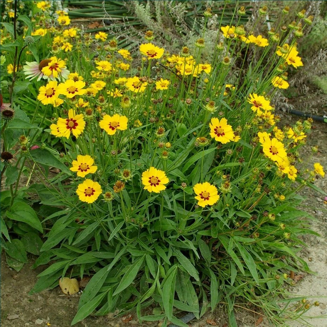 Roots Plants Coreopsis Lanceolata 'Sterntaler' Perennials 3 Roots Plants Coreopsis Lanceolata 'Sterntaler' Perennials